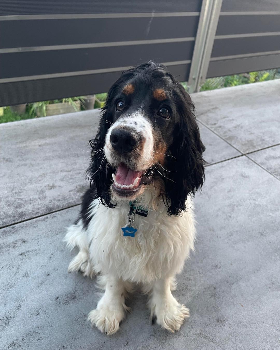 Heidi