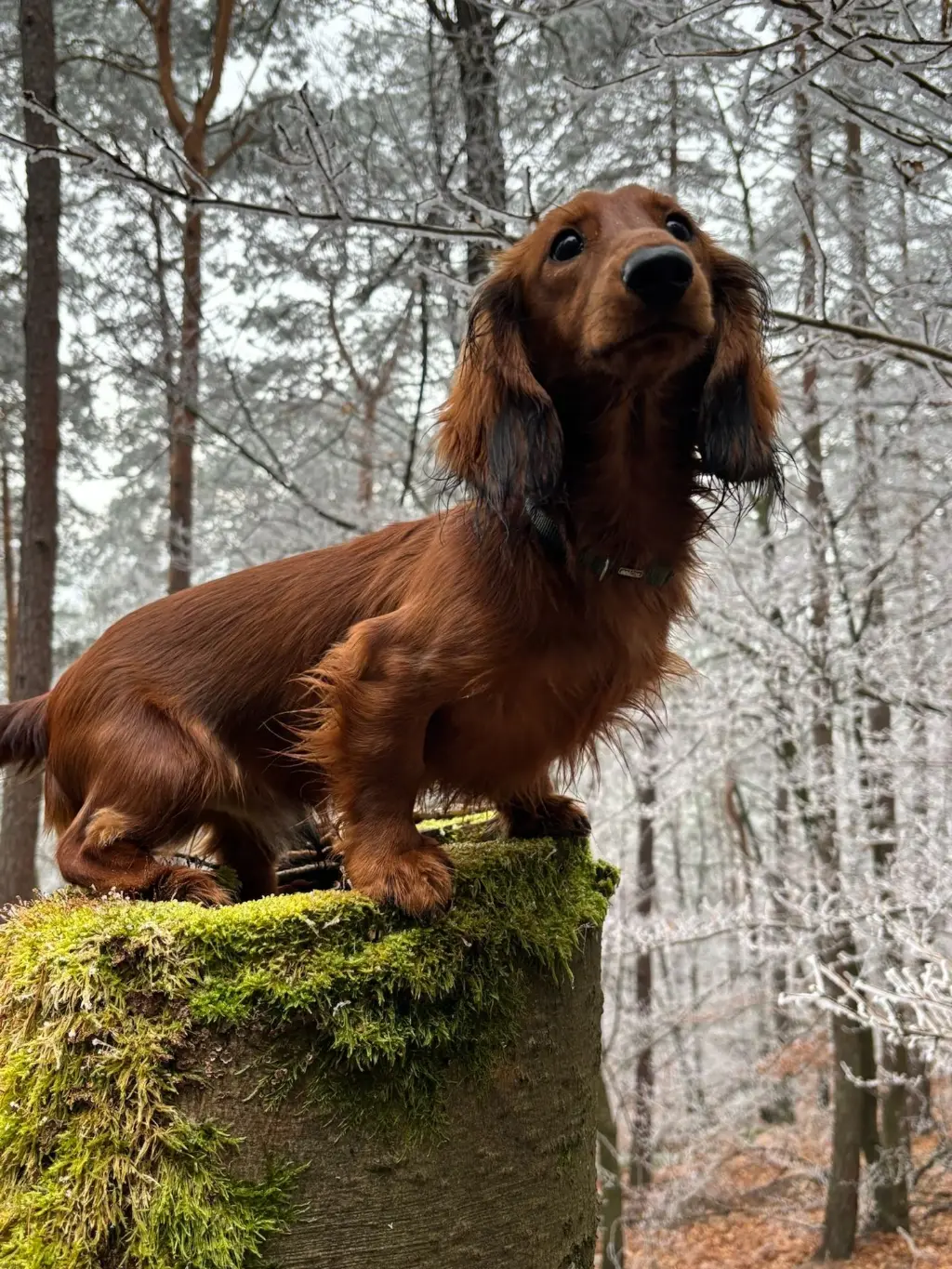 Loki